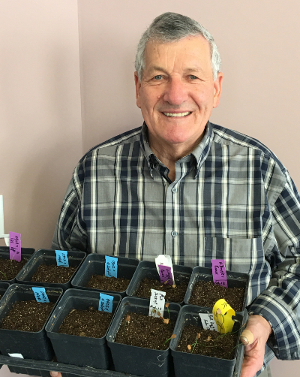 Wilbert Ronald with Lilium seedlings